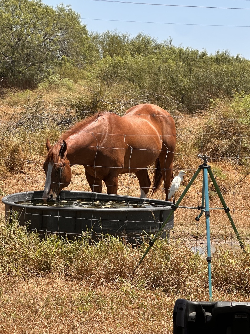 Dude drinking from a trough with a pale bird beside him, dry grasses and fencing in view
