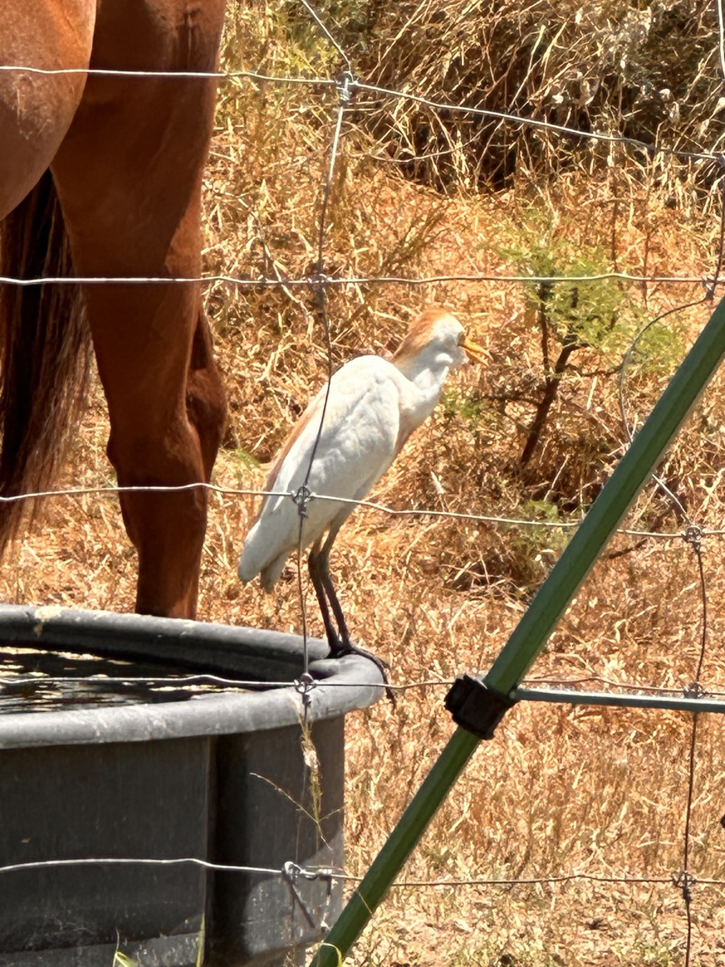 Pale bird on the trough rim beside Dude, with its bill open