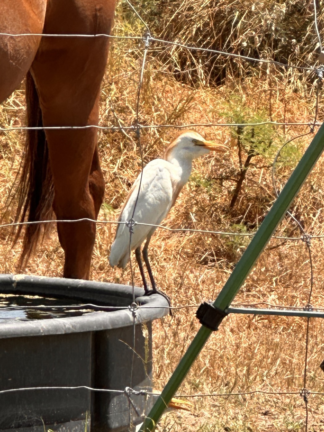 Pale bird standing beside Dude with wire fencing and dry vegetation behind it