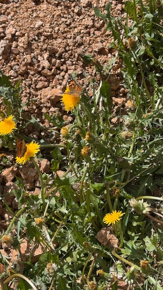 Butterfly observed at Hollow Thistle Ranch