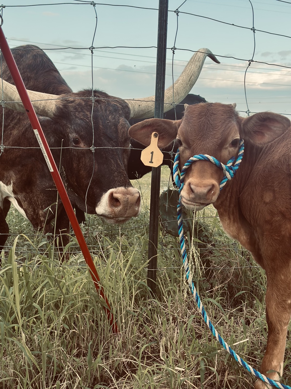 Piper and Mator together at the fence, Mator wearing a blue rope halter, with pasture grasses around them