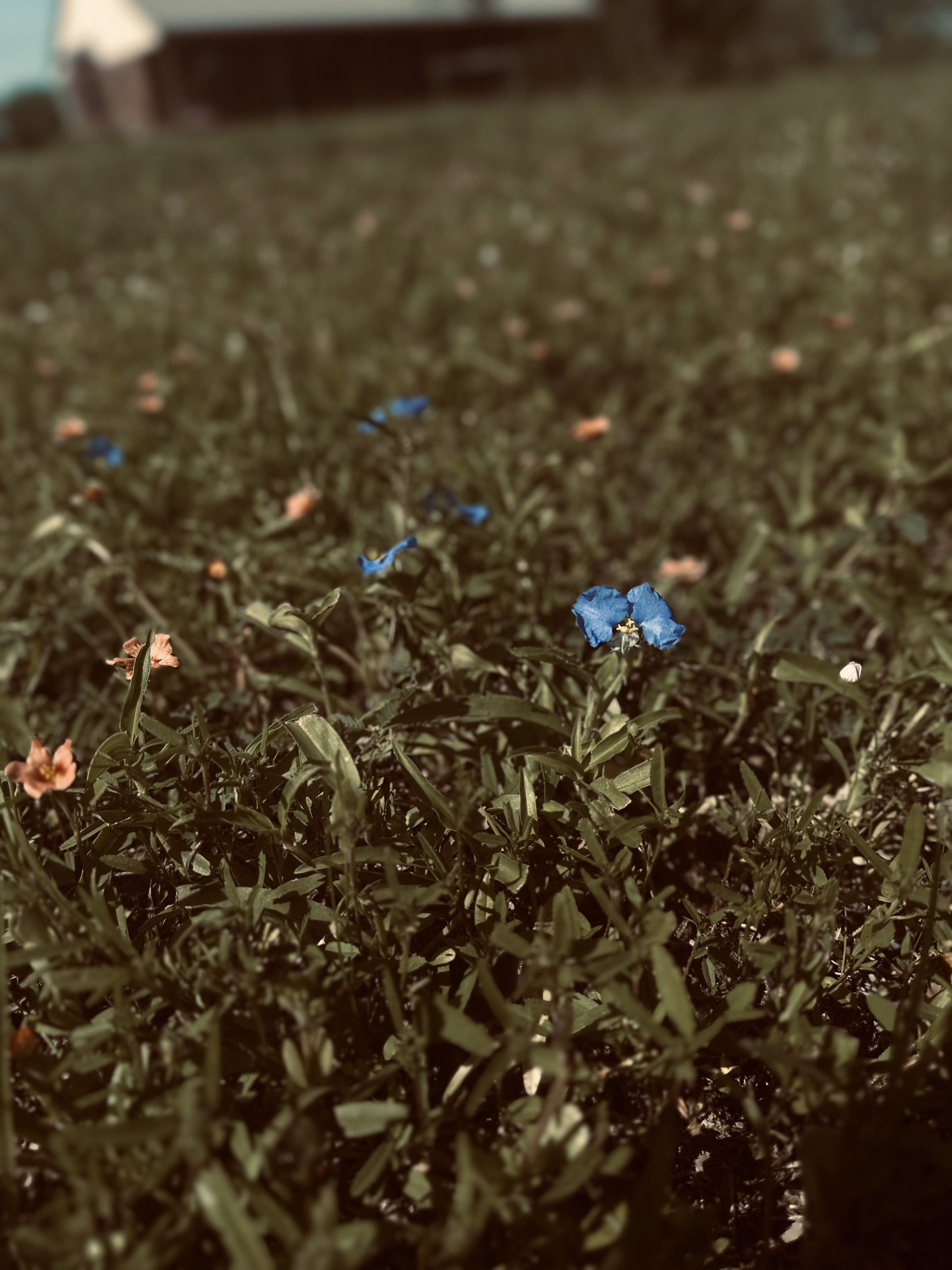 Small blue wildflowers among low-growing ranch vegetation