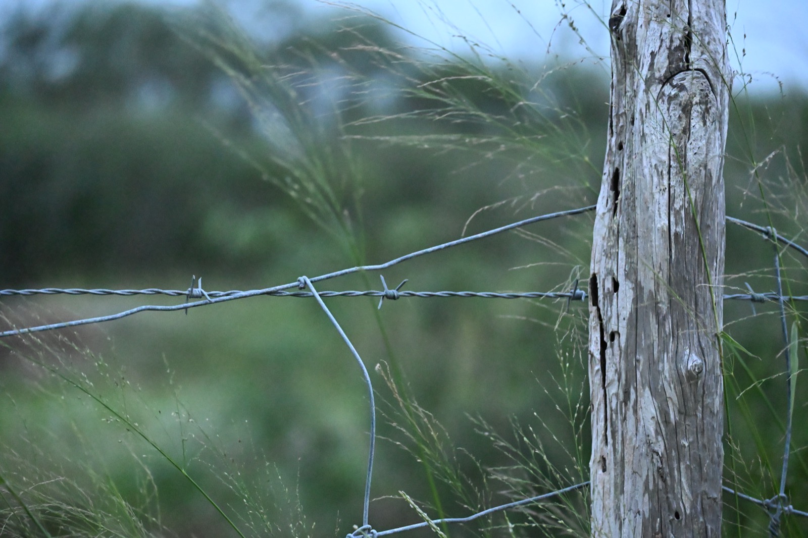 Weathered wooden fence post, wire fencing, and grasses at Hollow Thistle Ranch