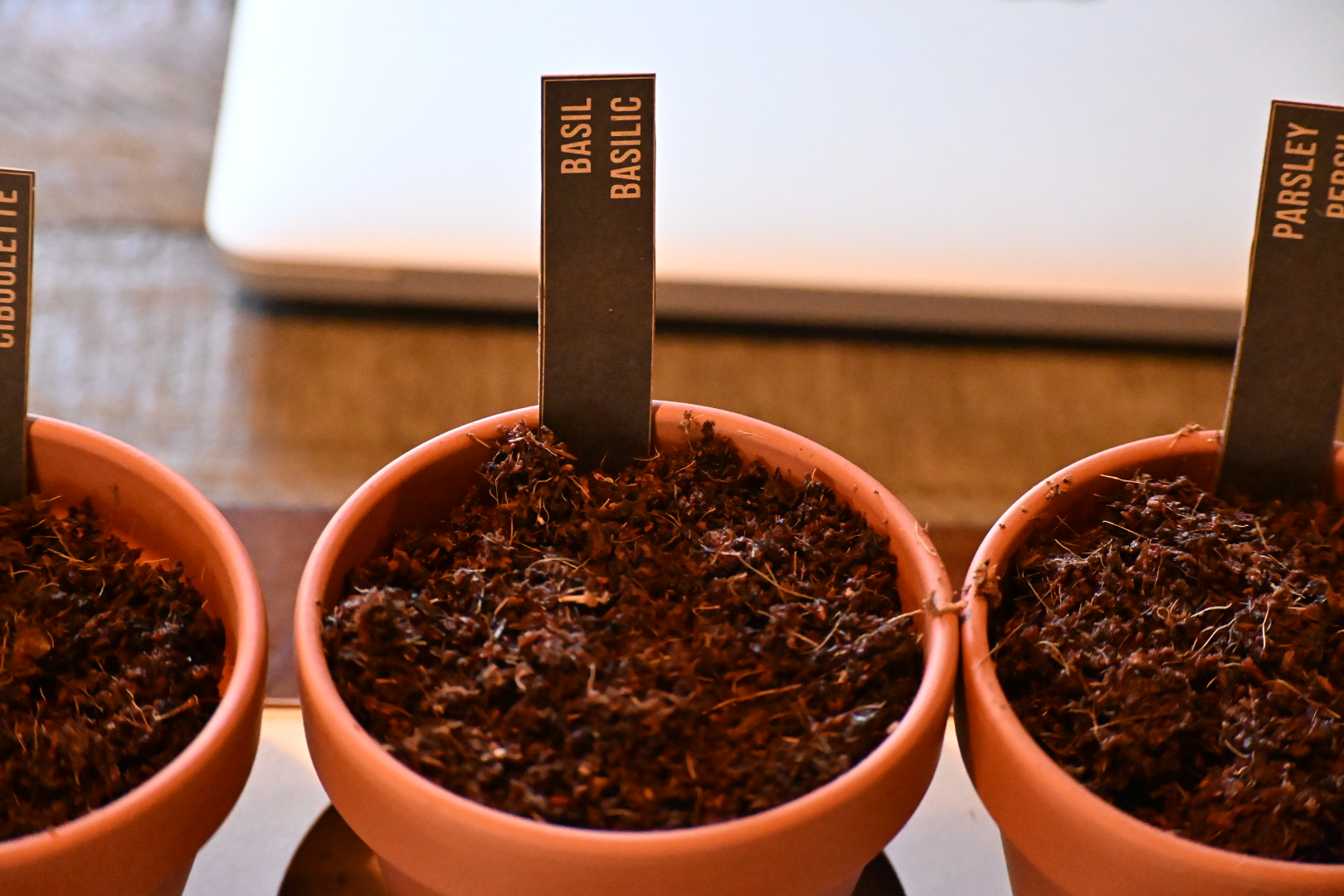 Labeled basil, chives, and parsley pots before visible growth