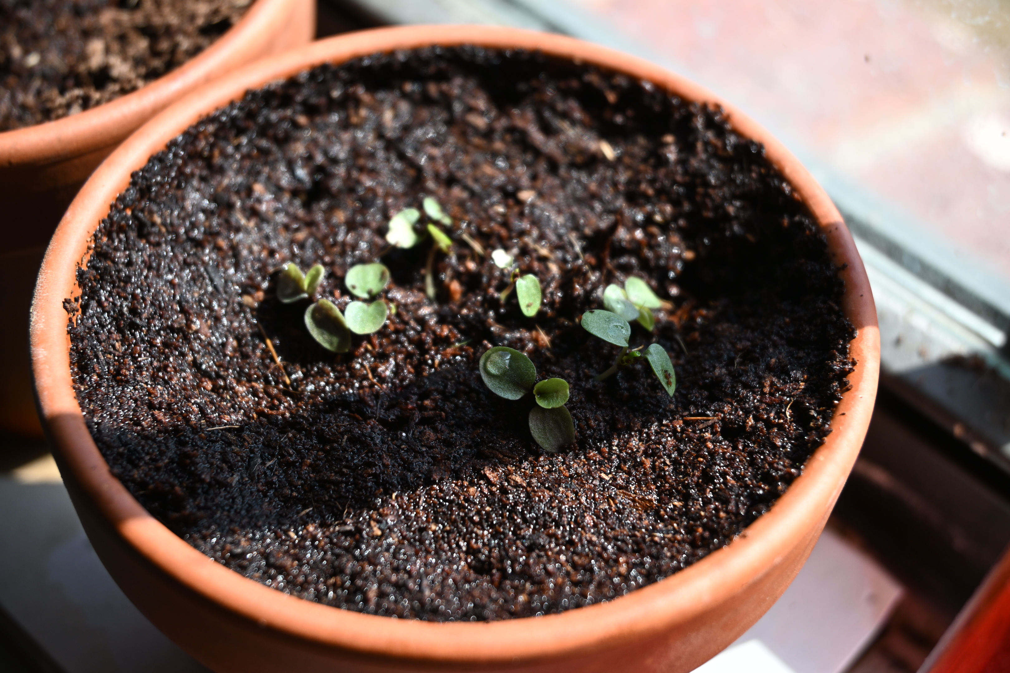 Small seedlings emerging from soil in a terracotta pot