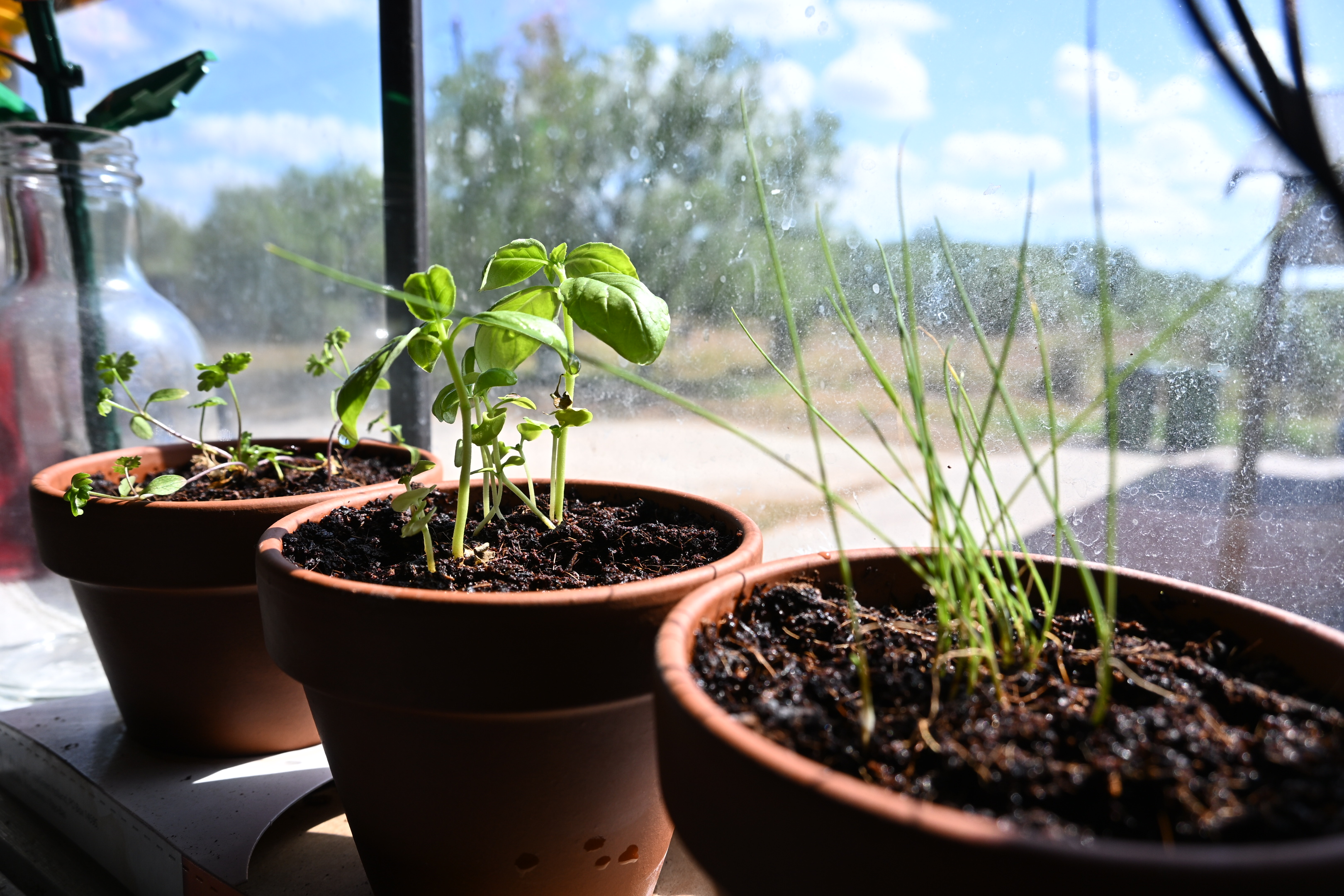 Parsley, basil, and chives developing together on the windowsill
