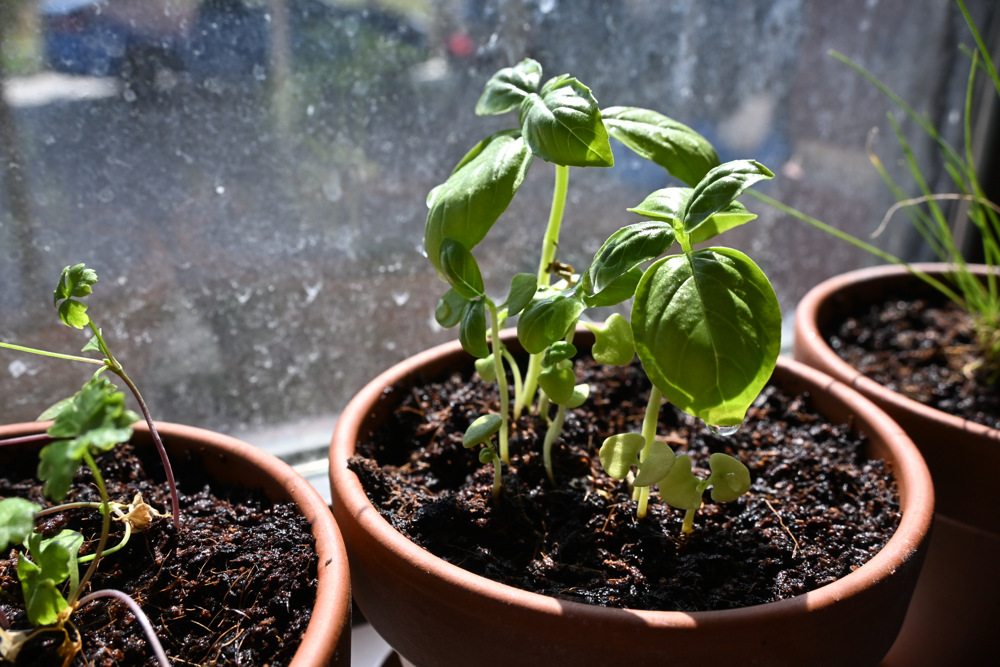 Closer view of developed basil leaves with neighboring parsley and chives