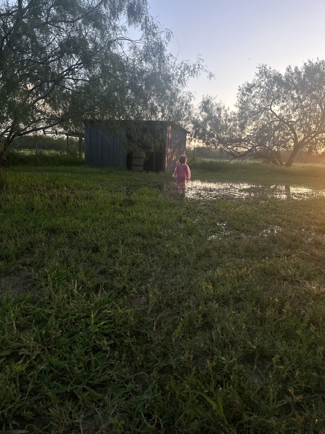 Standing water across grass near a shed and trees, with a child exploring in the distance