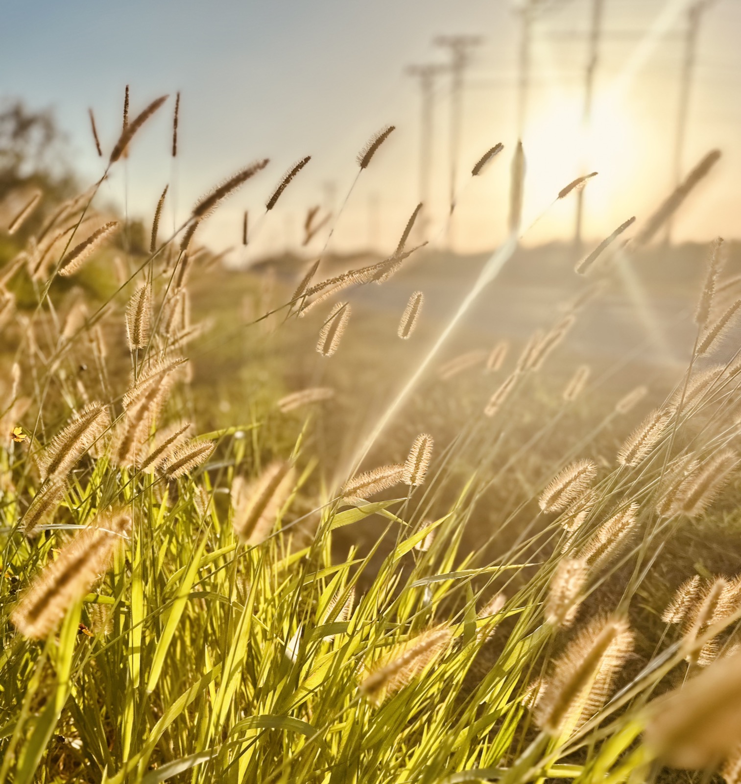 Backlit grass seedheads with utility lines beyond