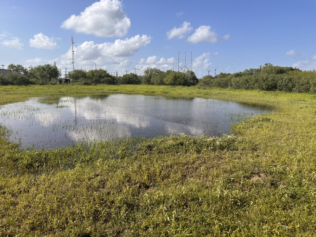 Standing water among grasses, with brush and utility lines beyond