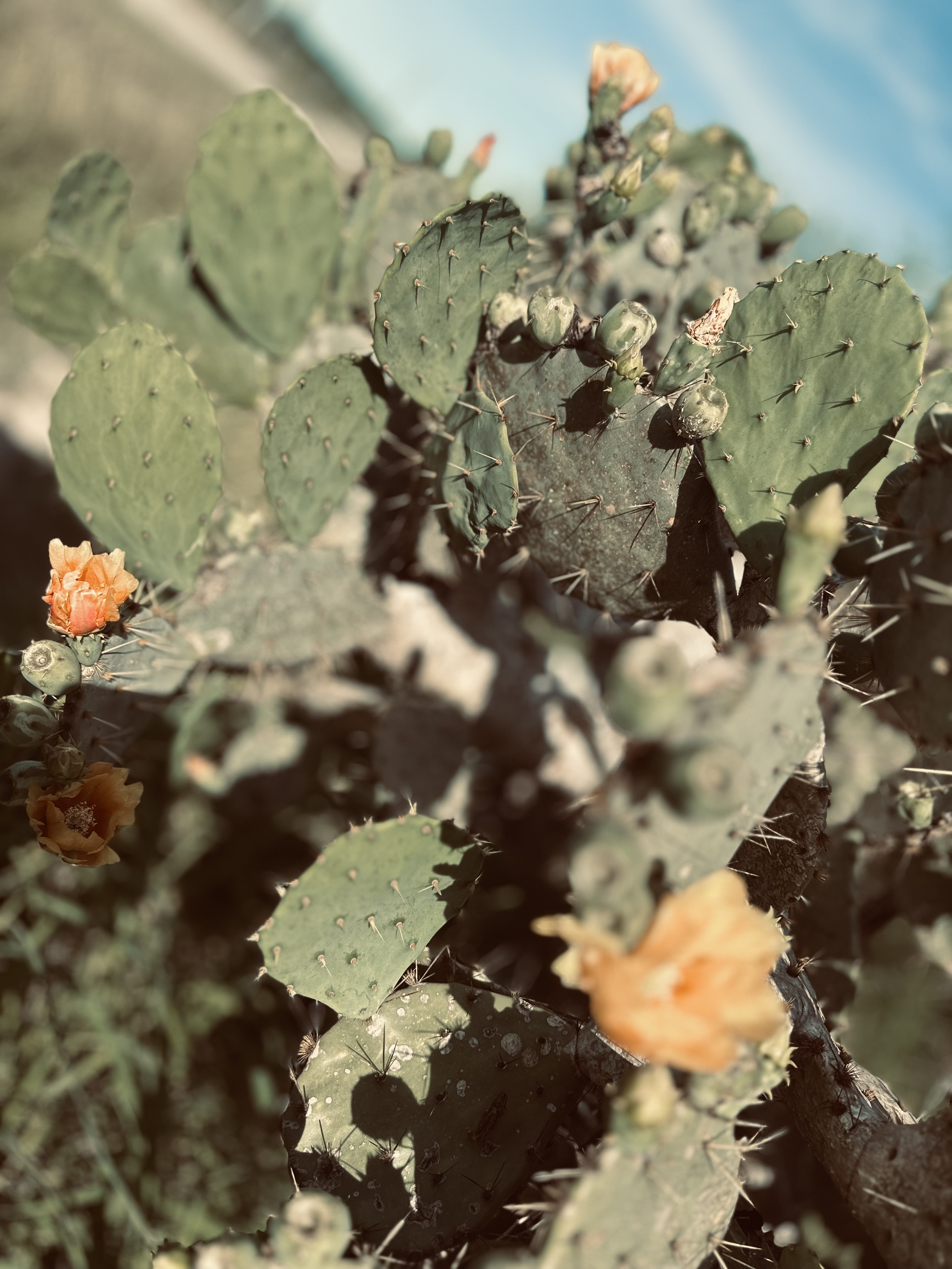 Orange prickly pear blooms among green cactus pads