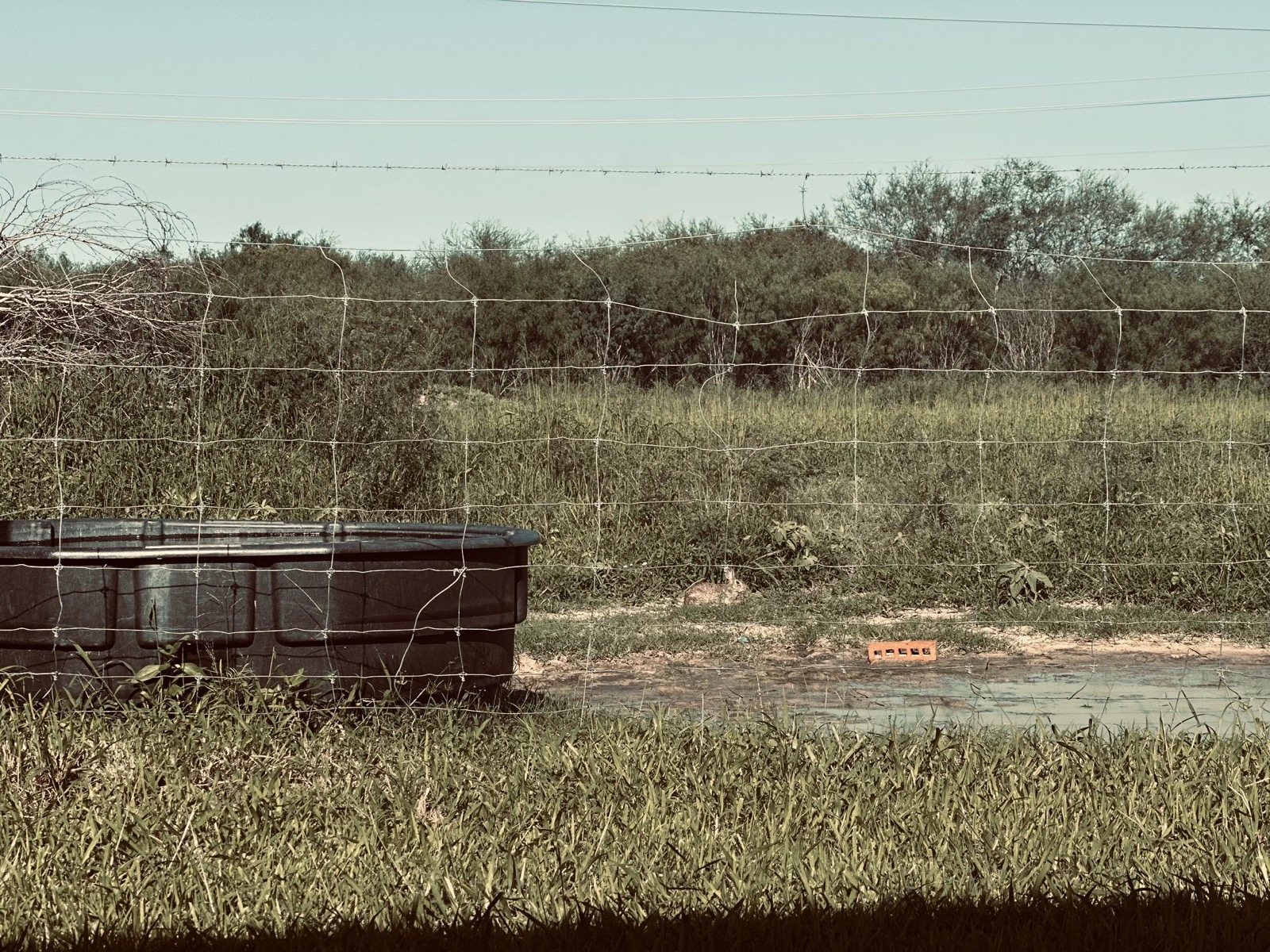 Livestock water trough, fencing, grasses, and brush beneath open sky at Hollow Thistle Ranch